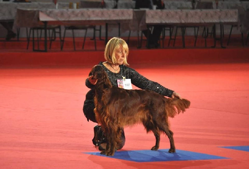 CH. Flavy De L'anneau Du Kerry - 1ER EXC. Classe champion + meilleur de race + meilleur de groupe 7