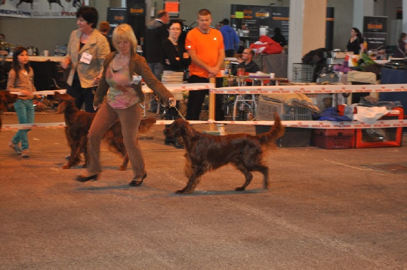 CH. Flavy De L'anneau Du Kerry - 2ème excellent classe champion