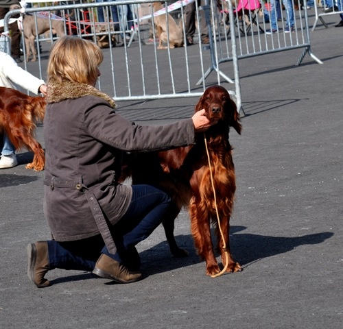 CH. Flavy De L'anneau Du Kerry - CACIB/CAC/MEILLEUR DE RACE