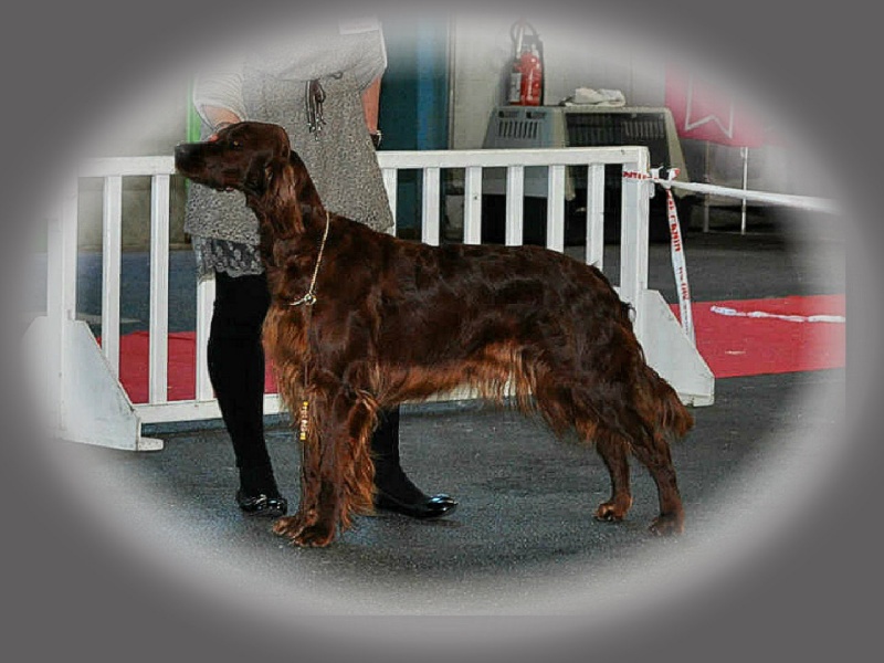 CH. Flavy De L'anneau Du Kerry - 1ère exc.+ CACIB en classe champion