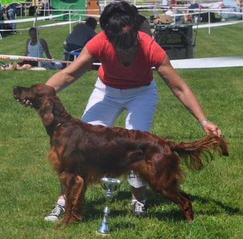 CH. Flavy De L'anneau Du Kerry - 1ere exc. CACS classe ouverte