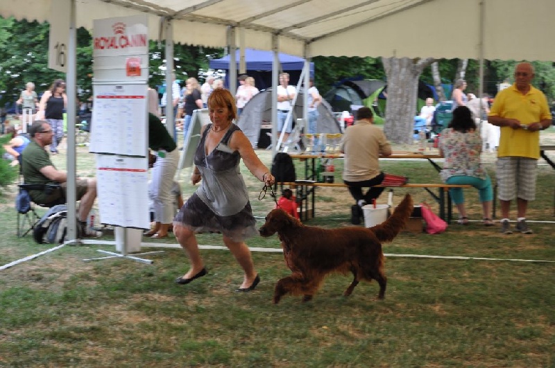 CH. Flavy De L'anneau Du Kerry - EXCELLENT classe champion