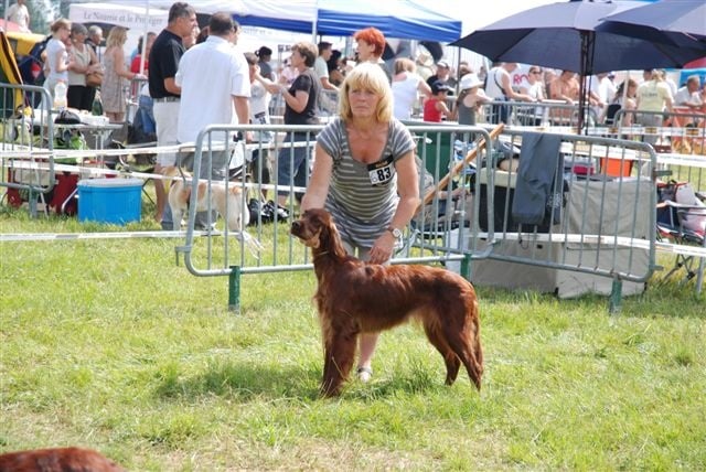 CH. Flavy De L'anneau Du Kerry - 1er excellent classe intermédiaire femelle