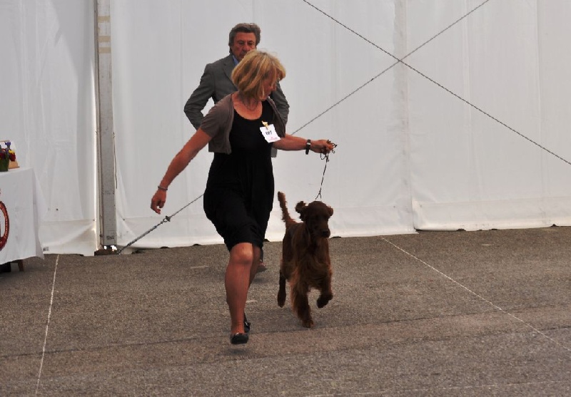 CH. Flavy De L'anneau Du Kerry - 1ère exc. Rcacib classe champion