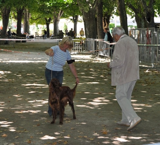 CH. Flavy De L'anneau Du Kerry - 1er excellent classe intermédiaire femelle
