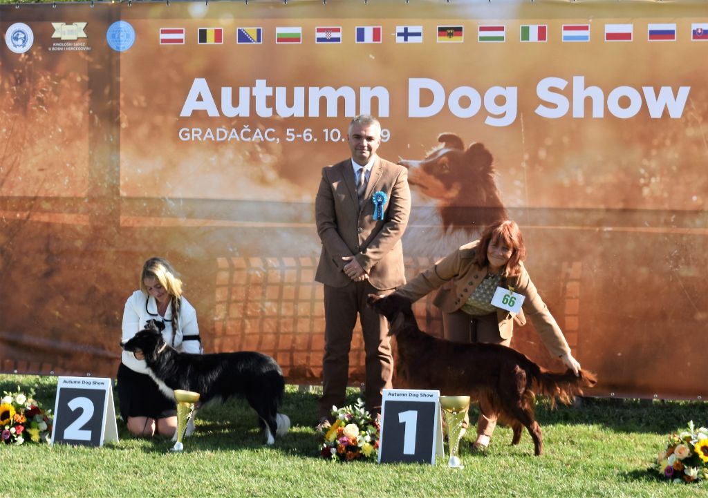 CH. Flavy De L'anneau Du Kerry - 1er exc. Meilleur vétéran 1er Best In Show
