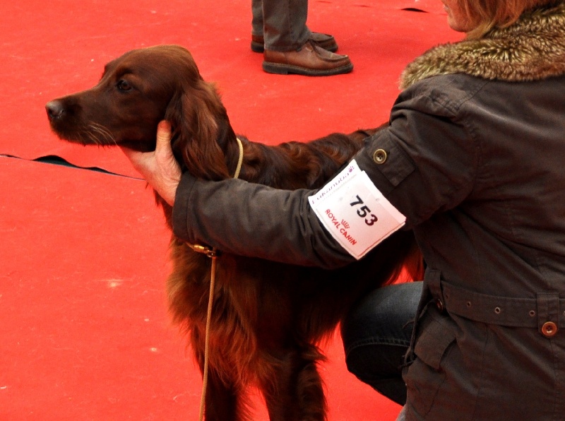 CH. Flavy De L'anneau Du Kerry - CAC