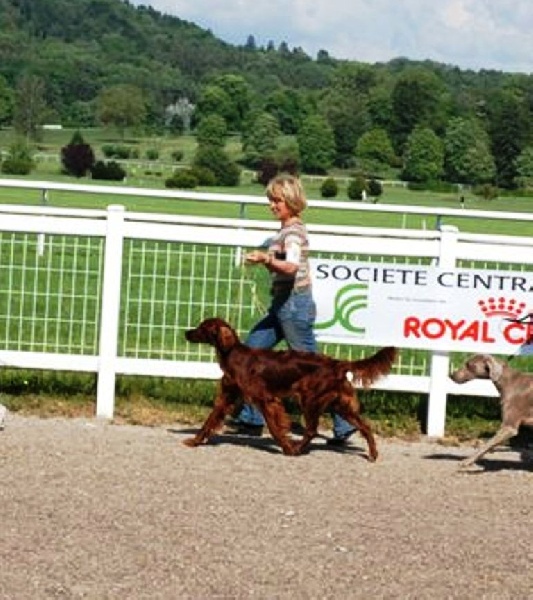 CH. Flavy De L'anneau Du Kerry - 1er excellent, meilleur jeune de race
