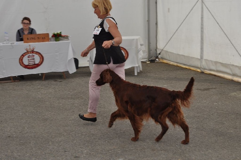 CH. Flavy De L'anneau Du Kerry - 1er exc./ en classe champion