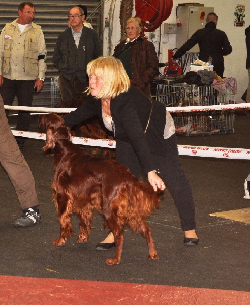 CH. Flavy De L'anneau Du Kerry - 1er exc./CACIB/MEILLEUR DE RACE/MEILLEUR CHAMPION