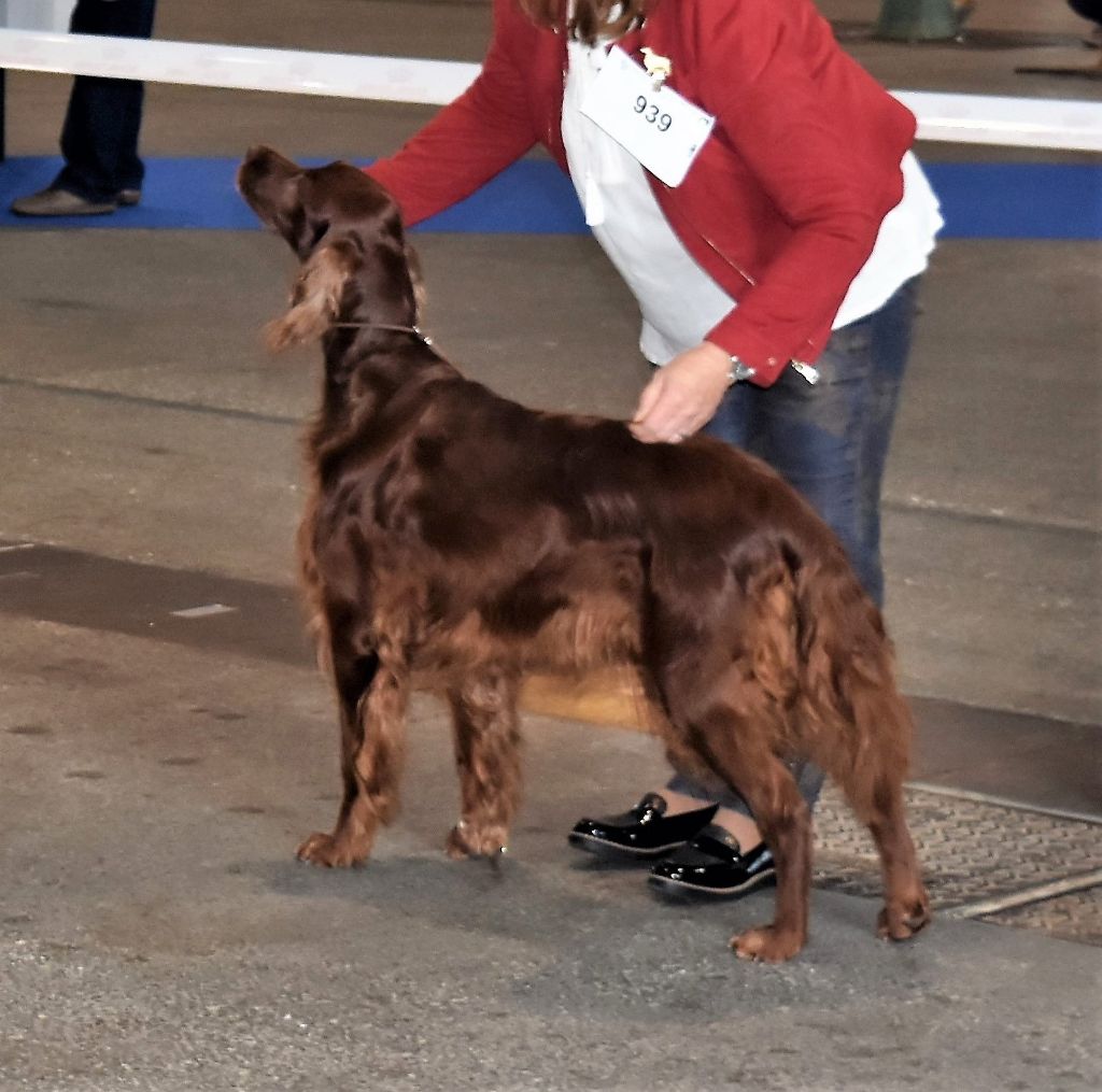 CH. Flavy De L'anneau Du Kerry - 1er exc. EN CLASSE VETERAN