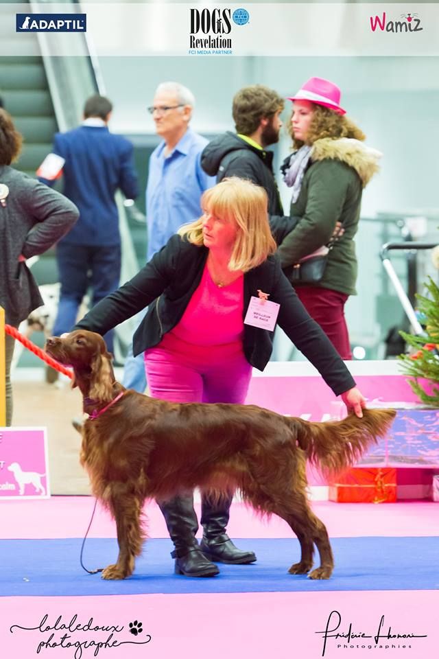CH. Flavy De L'anneau Du Kerry - 1ER EXC. classe champion Meilleur de race 3ème Meilleur de groupe 7