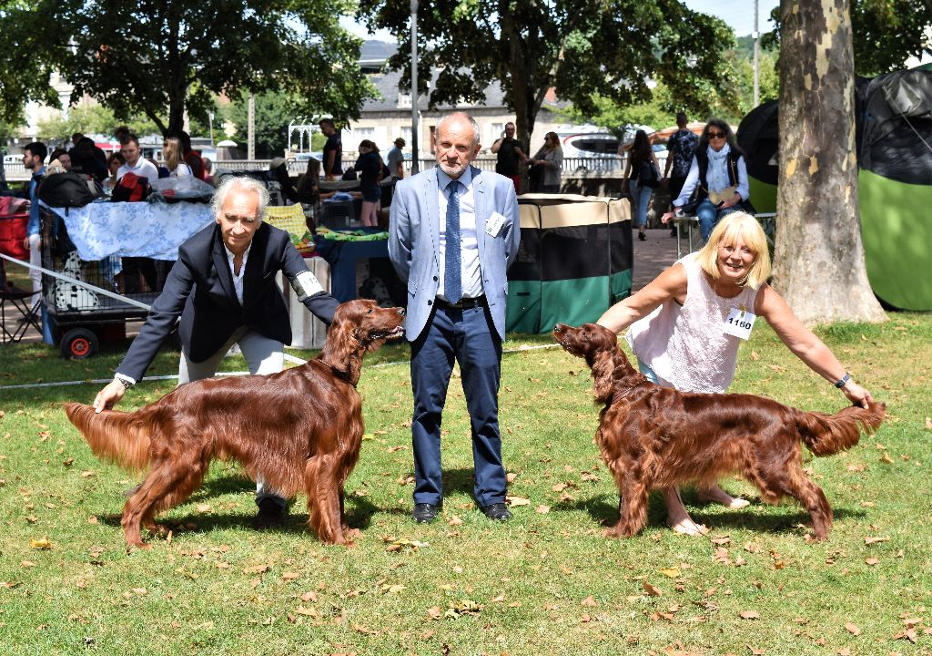 CH. Flavy De L'anneau Du Kerry - 1ER EXC. classe champion/CACIB/ Meilleur de Race/3ème BOG/