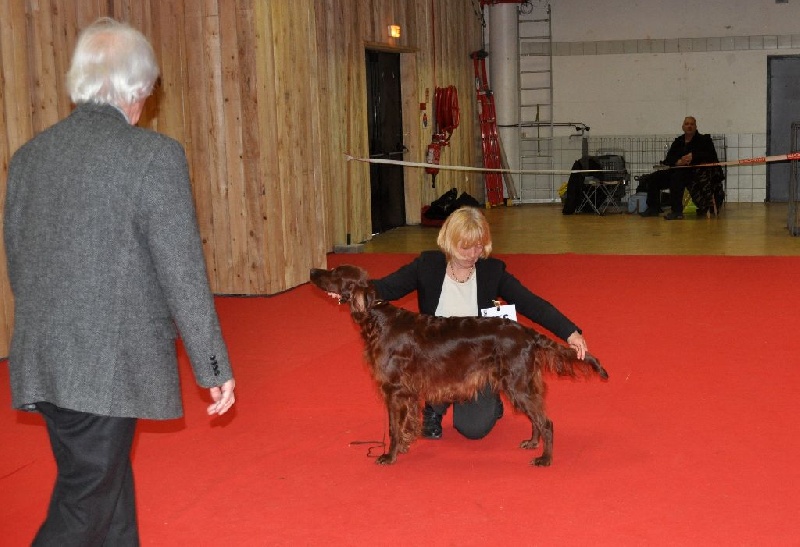 CH. Flavy De L'anneau Du Kerry - 1er exc. / Rcacib en classe champion