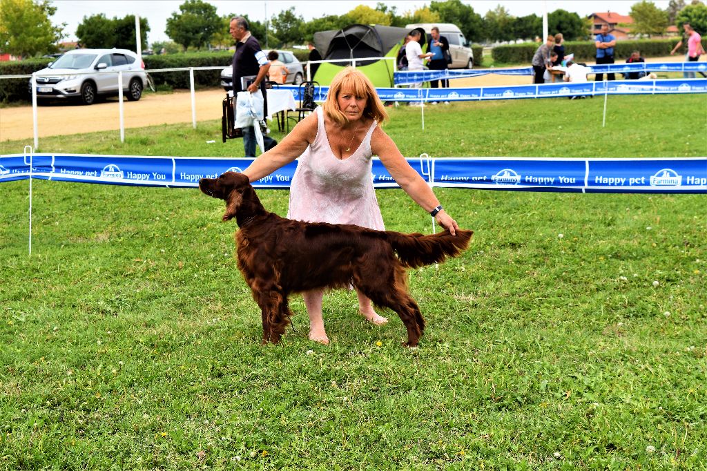 CH. Flavy De L'anneau Du Kerry - 1ER EXC. classe champion/CACIB/CAC/ Meilleur de Race/Meilleur de groupe