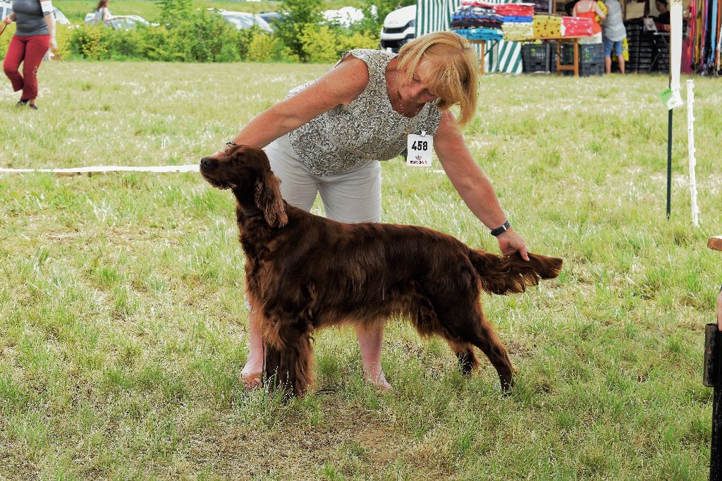 CH. Flavy De L'anneau Du Kerry - 1ER EXC. classe champion /BOB/BOG 2