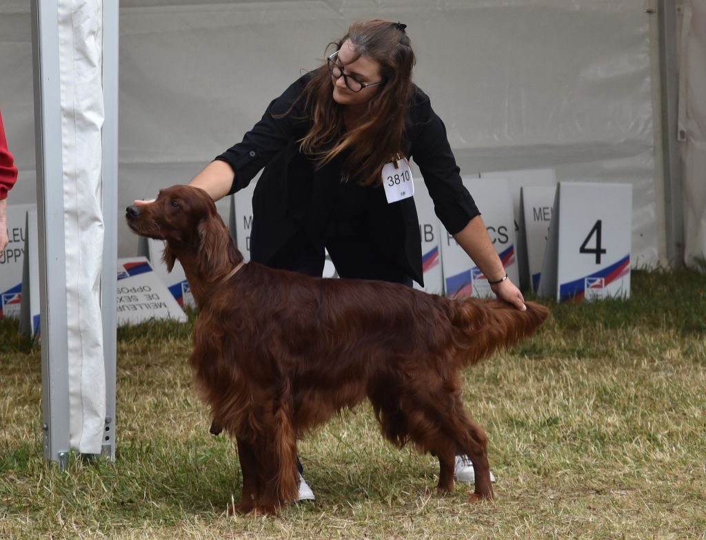 CH. Mio bellissimo maschio De L'anneau Du Kerry - 1er exc. CACIB vétéran , Vétéran Latin Winner, Meilleur vétéran