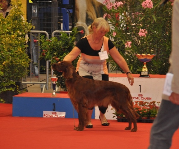 CH. Flavy De L'anneau Du Kerry - CACIB, 1ère exc., BOB, BOG