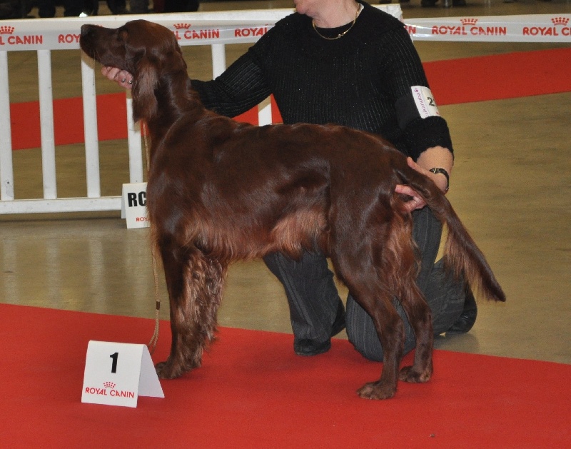 CH. Flavy De L'anneau Du Kerry - 1er exc. RCACIB/CACS