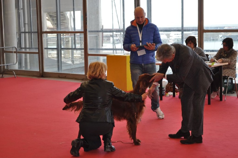 CH. Flavy De L'anneau Du Kerry - 1er exc, MEILLEUR DE RACE classe champion