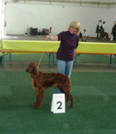 CH. Flavy De L'anneau Du Kerry - 2 EME EXCELLENT CLASSE JEUNE