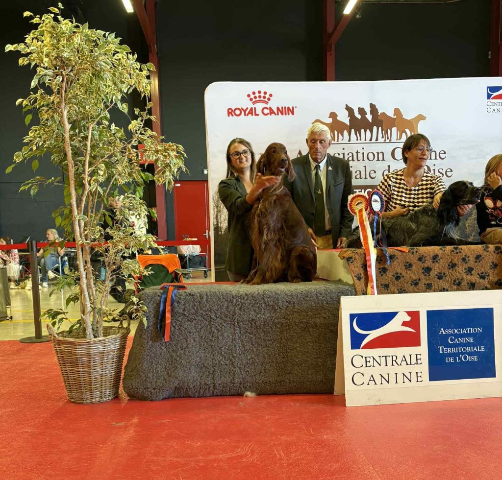 Suo dolce figlio De L'anneau Du Kerry - 1er exc/1 CACS Meilleur de Race et 2ème BOG