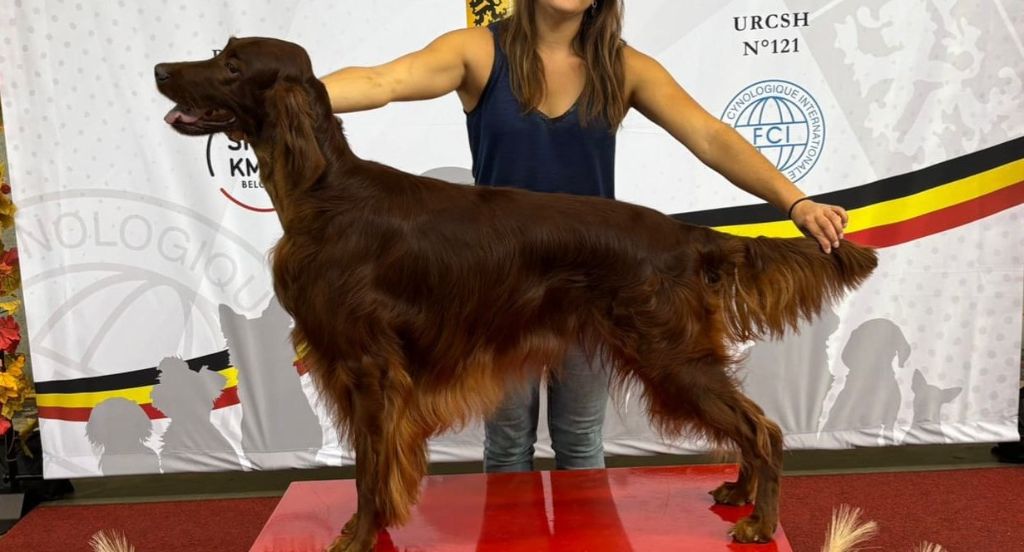 Suo dolce figlio De L'anneau Du Kerry - 2ème exc. classe ouverte