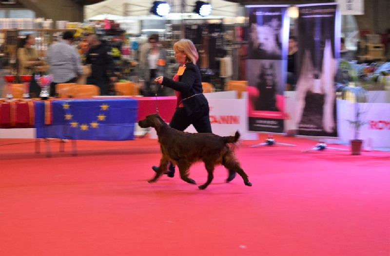CH. Flavy De L'anneau Du Kerry - 1ER EXC. classe champion CACIB/ Meilleur de race BOB