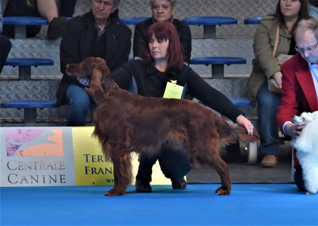 CH. Flavy De L'anneau Du Kerry - 1er exc. Meilleur Vétéran/