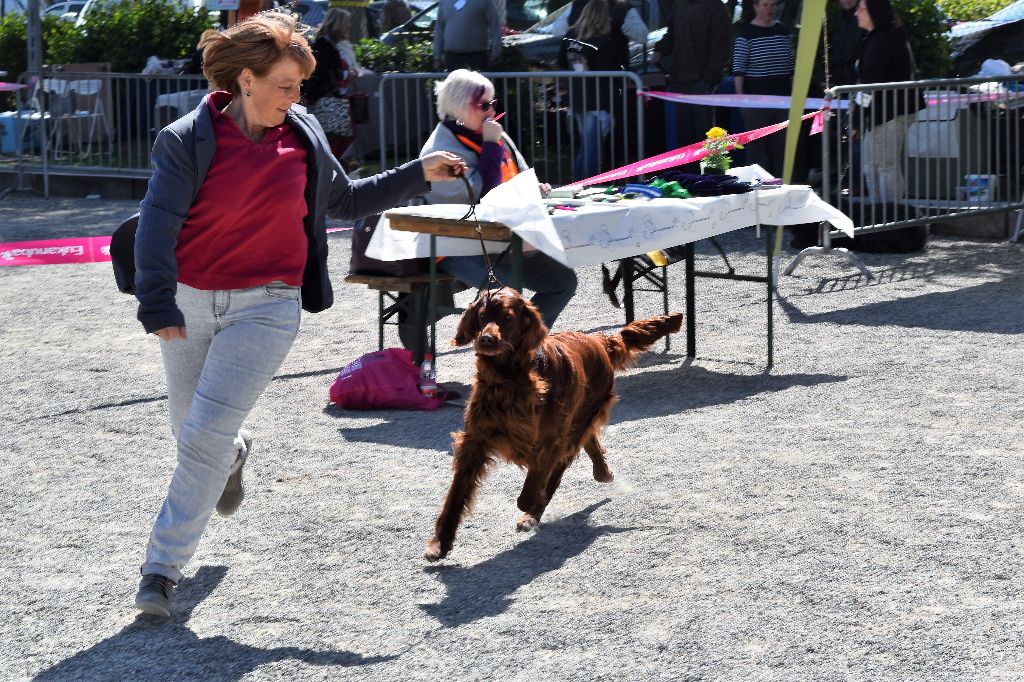 CH. Flavy De L'anneau Du Kerry - 1ER EXC. classe champion /BOB/BOG 2