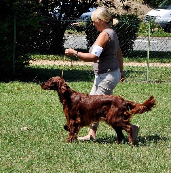 CH. Flavy De L'anneau Du Kerry - 1er exc. CACS , MEILLEUR DE RACE