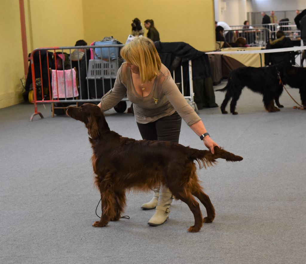 CH. Flavy De L'anneau Du Kerry - 2ème EXC. classe champion