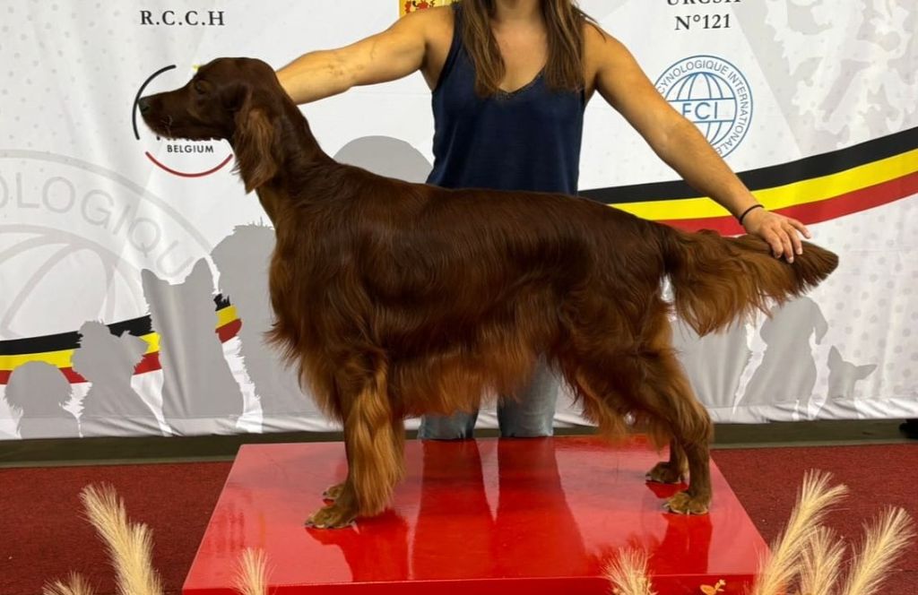 CH. Mio bellissimo maschio De L'anneau Du Kerry - 2ème exc. classe vétéran