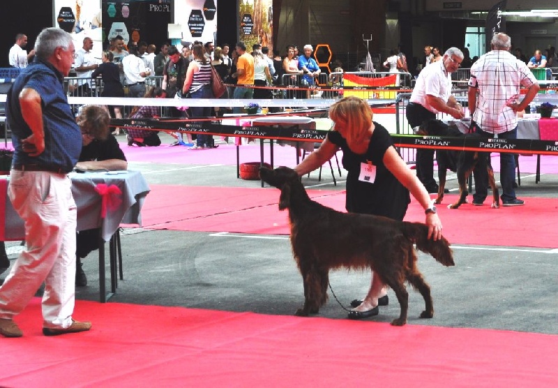 CH. Flavy De L'anneau Du Kerry - 1er exc. classe champion /CACIB/MEILLEUR SEXE OPPOSE