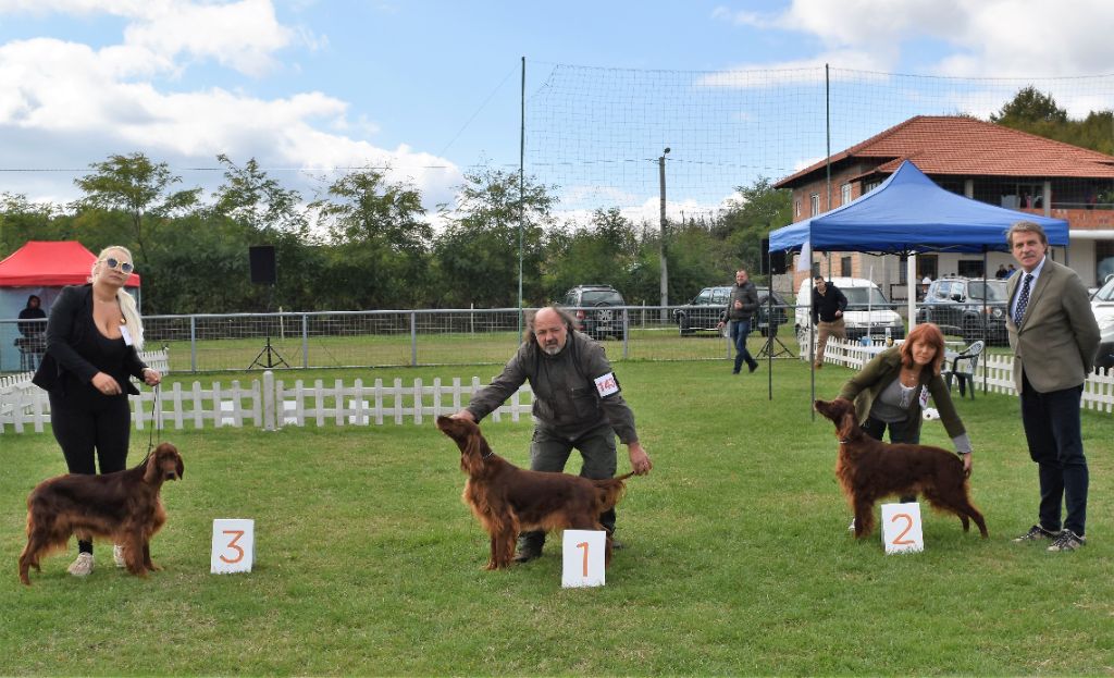 CH. Flavy De L'anneau Du Kerry - 1er exc. Meilleur vétéran