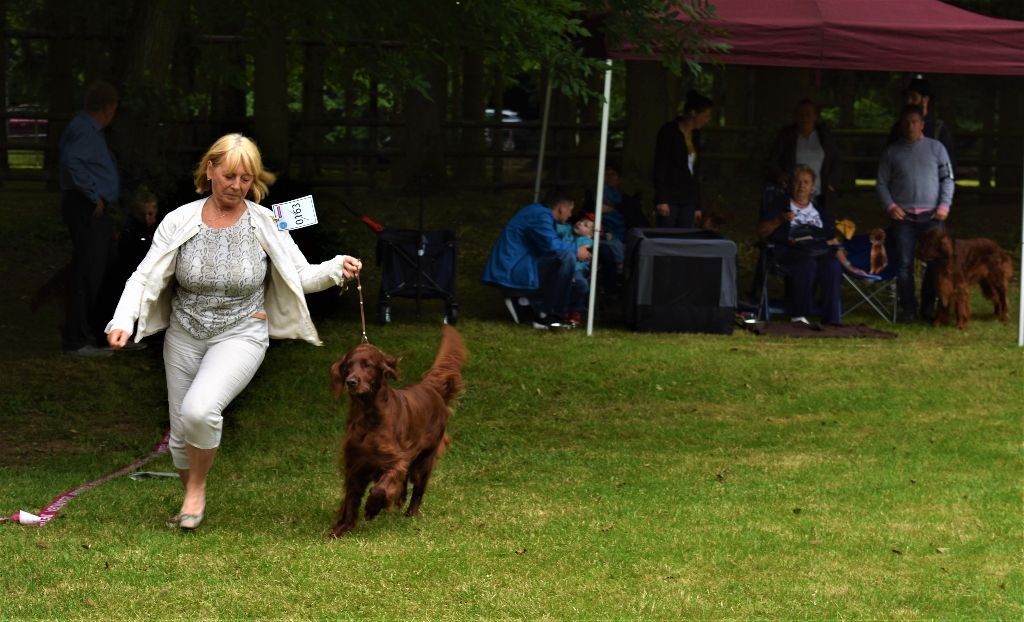 CH. Flavy De L'anneau Du Kerry - 1er exc. champion+ Anw DT . CH.