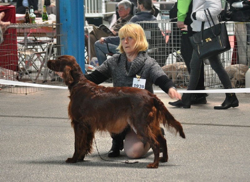 CH. Flavy De L'anneau Du Kerry - 1er exc. CACIB. MEILLEUR DE SEXE OPPOSE