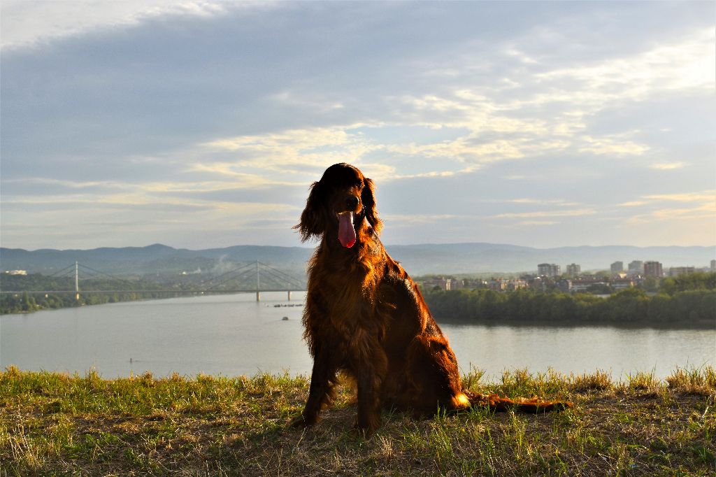 CH. Flavy De L'anneau Du Kerry - 1ER EXC. classe champion/CAC/ meilleur de race/