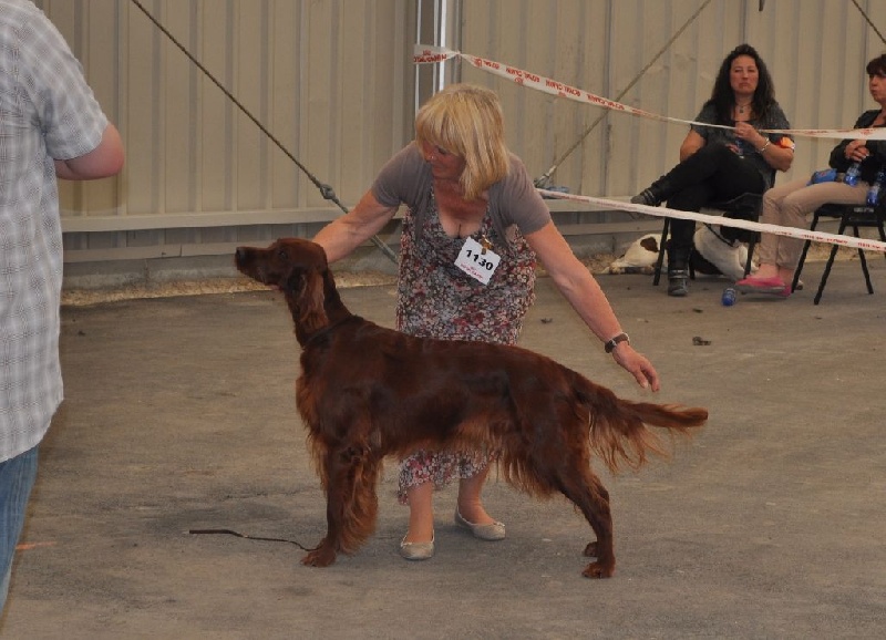 CH. Flavy De L'anneau Du Kerry - 1ère exc.+ CACIB + meilleur de race + meilleur de groupe