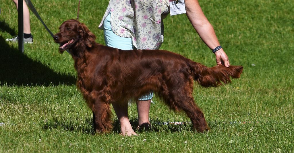 CH. Flavy De L'anneau Du Kerry - 1ER EXC. classe champion /BOB/