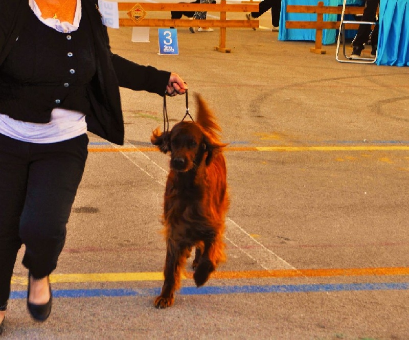 CH. Flavy De L'anneau Du Kerry - 1ER EXC. classe champion CAC/CACIB/