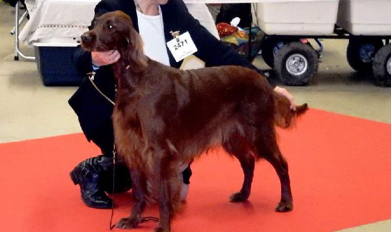 CH. Flavy De L'anneau Du Kerry - 1er exc. / Rcacib en classe champion