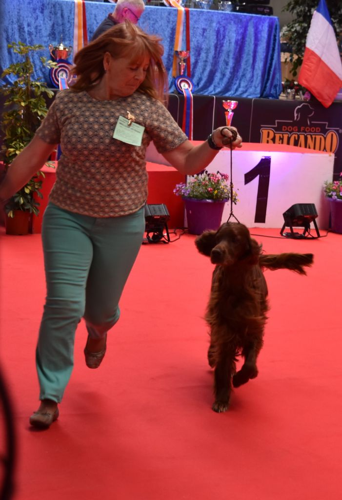 CH. Flavy De L'anneau Du Kerry - 1er exc. + Meilleur vétéran . Best in Show vétéran 3