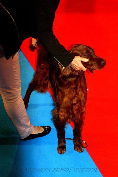 CH. Flavy De L'anneau Du Kerry - 1er exc. en champion CACIB/MEILLEUR DE RACE