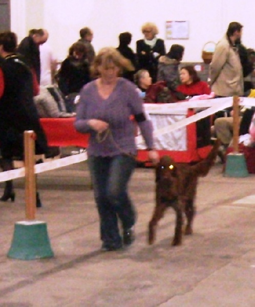 CH. Flavy De L'anneau Du Kerry - 1er excellent , meilleur jeune femelle