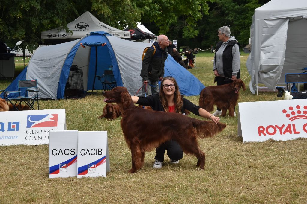 Suo dolce figlio De L'anneau Du Kerry - 1er exc classe ouverte + CACS +CACIB