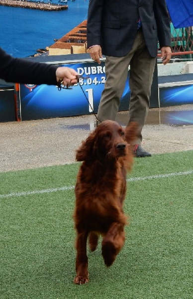 CH. Flavy De L'anneau Du Kerry - 1er exc. CAC/CACIB/Meilleur sexe opposé classe champion