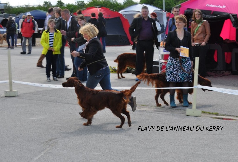 CH. Flavy De L'anneau Du Kerry - 1er exc. Rcacib Anw. Dt Ch. VDH/Club en classe champion