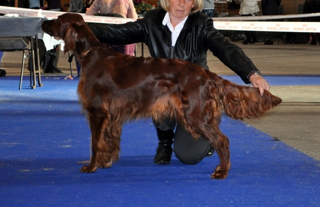CH. Flavy De L'anneau Du Kerry - 1er exc. CACIB