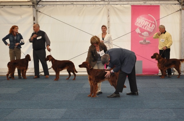 CH. Flavy De L'anneau Du Kerry - Trés bon
